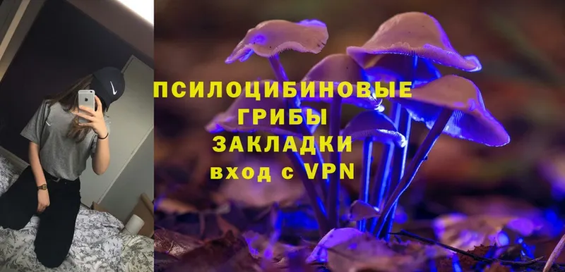 Псилоцибиновые грибы Cubensis  Берёзовский 